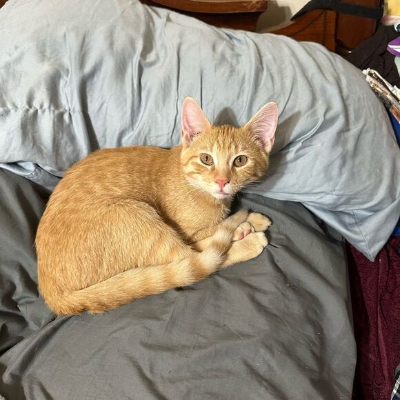 Purchases go towardsmyfoster kittens and cats as well as to catch up onmy house - Picture 3 of 10